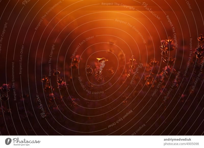 Nahaufnahme von Sträuchern Lavendel blühenden duftenden Felder auf Sonnenuntergang. Lavendel lila aromatischen Blüten auf Lavendelfeldern der französischen Provence in der Nähe von Paris.