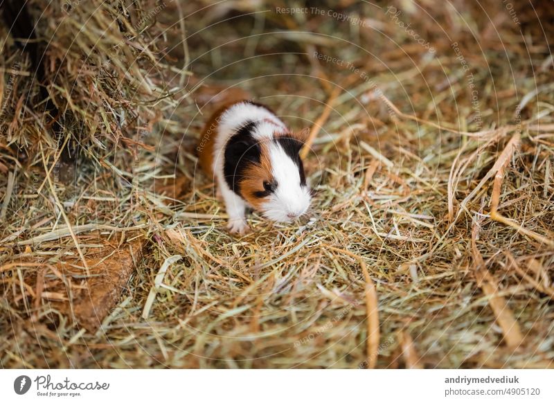 Niedliches rotes und weißes Meerschweinchen auf dem Heu Nahaufnahme. Kleines Haustier in seinem Haus. Tier niedlich Guinea Schwein bezaubernd Nagetiere heimisch