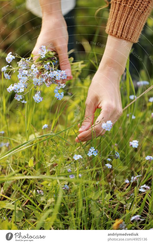 junge frau pflückt wilde blaue blumen im grünen park an einem sonnigen sommertag. mädchen mit lockigem haar im kleid macht blumenstrauß aus schönen blumen. vertikales foto