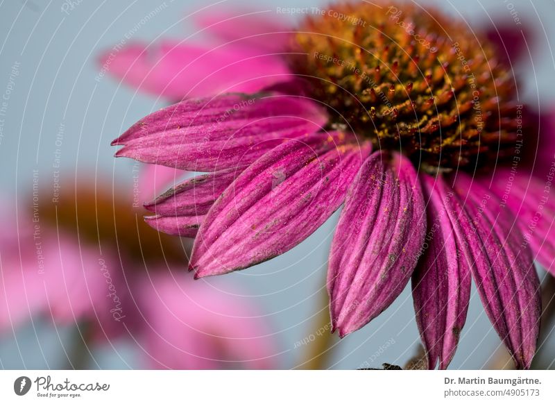 Echinacea purpurea aus Nordamerika, Blütenstände Igelkopf Blütenstand Sorte Gartenform Auslese blühen Korbblütler Staude frosthart Asteraceae Compositae Pflanze