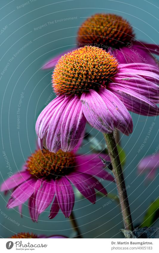 Echinacea purpurea aus Nordamerika, Blütenstände Igelkopf Blütenstand Sorte Gartenform Auslese blühen Korbblütler Staude frosthart Asteraceae Compositae Pflanze