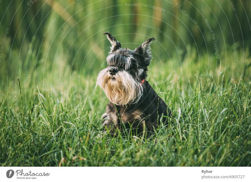 Zwergschnauzer Hund Oder Zwergschnauzer Lustig Schnell Laufen Draußen Im Sommer Gras Tier schön schwarz züchten niedlich heimisch freundlich lustiger Hund grau