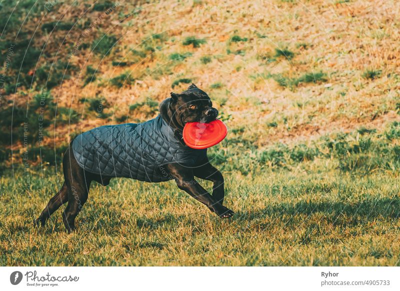 Aktiver Schwarzer Cane Corso Hund Spiel Laufen Mit Teller Spielzeug Draußen Im Park. Hund trägt in warmen Kleidern. Großer Hund Rassen Cane Corso Italiano