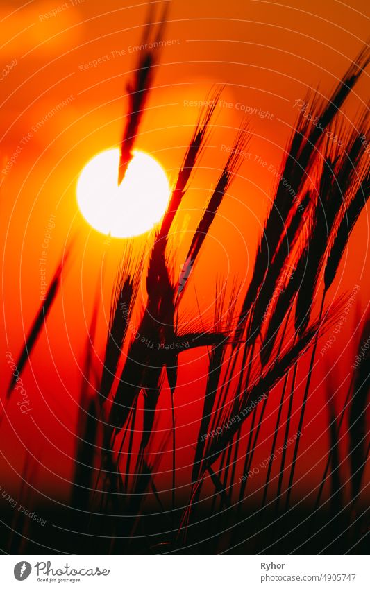 Summer Sun Shining Through Young Yellow Wheat Sprouts. Weizenfeld im Sonnenuntergang Sonnenaufgang Sonne Ackerbau Hintergrundbeleuchtung Gerste schön schwarz