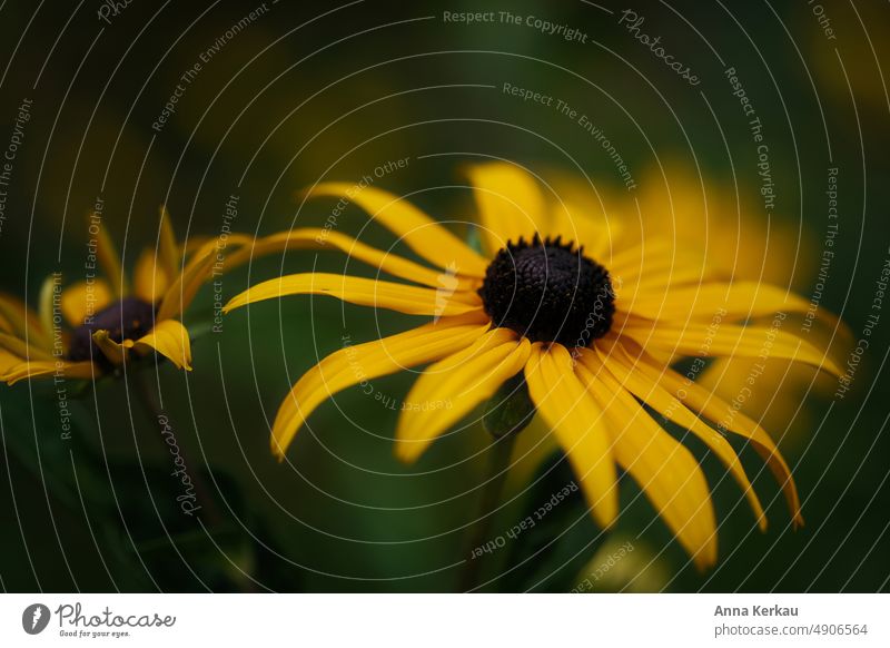 Der gelbe Sonnenhut vor grünem Hintergrund gelber sonnenhut echinacea Sonnenhutbluete korbblütler Igelkopf warmes Gelb staudenpflanze Garten Blumenbeet