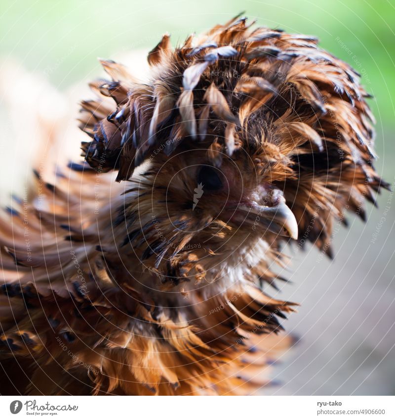 Zwerg-Paduaner Porträt Nutztier Tier Frisur witzig fluffig Federvieh Garten Natur Freilandhaltung Haustier zottig Tierporträt Henne Huhn Tierhaltung Hühnervögel