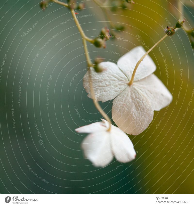 Nahaufnahme einer Buschhortensie Blüte Hortensie Blume Pflanze Baum Natur Detailaufnahme weiß Farbfoto Außenaufnahme Hortensienblüte Starke Tiefenschärfe Blatt