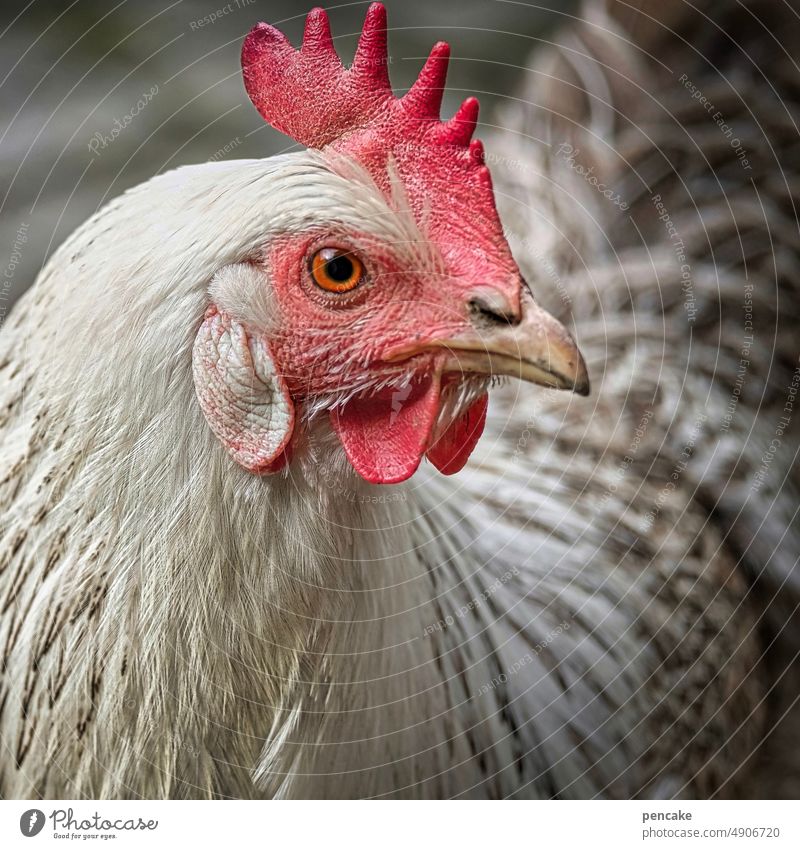 dorfschönheit Huhn Henne Geflügel Tierpotrait Bauernhof Vogel Freilandhaltung Nutztier freilaufend Landwirtschaft Tierhaltung Tierporträt Hühnervögel artgerecht