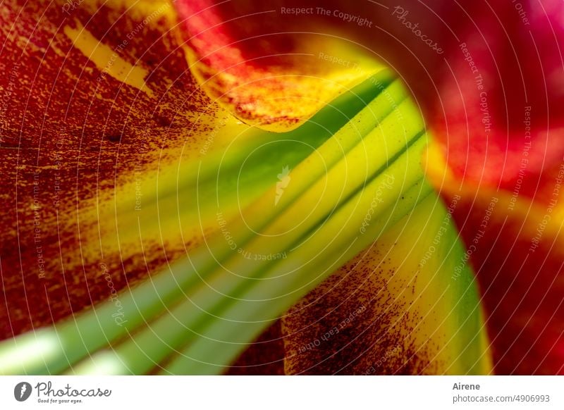 für die Fortpflanzung Lilie Blüte rot gelb Makroaufnahme Blühend Blütenblatt Staubblätter stark potent kräftig parallel Tiefe innen Erotik reizvoll