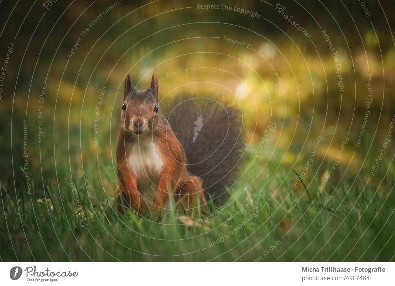 Neugierig schauendes Eichhörnchen auf der Wiese Sciurus vulgaris Tiergesicht Kopf Auge Nase Ohr Maul Krallen Fell Schwanz Nagetiere Wildtier Natur beobachten