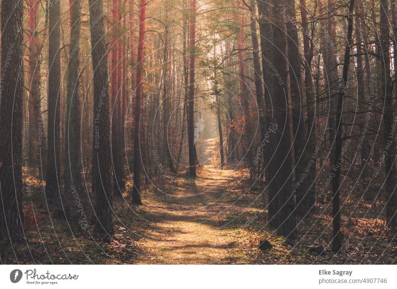 Brandenburger Waldweg im Sommer Natur Bäume Umwelt Menschenleer Licht ruhig Landschaft Kontrast Farbfoto Außenaufnahme Schatten Baum grün Erholung