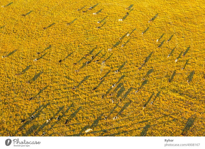 Luftaufnahme von Rindern von Kühen weiden in Wiesen Weide. Sommer grüne Weide Landschaft. Ansicht von oben. Ansicht aus der Vogelperspektive Antenne