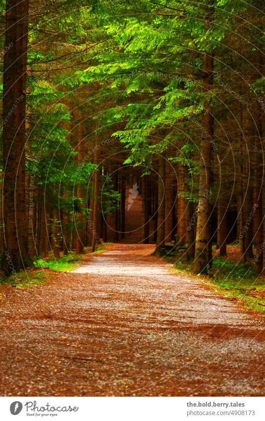 Weg durch den Wald Wege & Pfade Baum Natur Außenaufnahme Farbfoto Menschenleer Tag Landschaft Pflanze Schatten grün Licht ruhig Sonnenlicht Erholung Fußweg