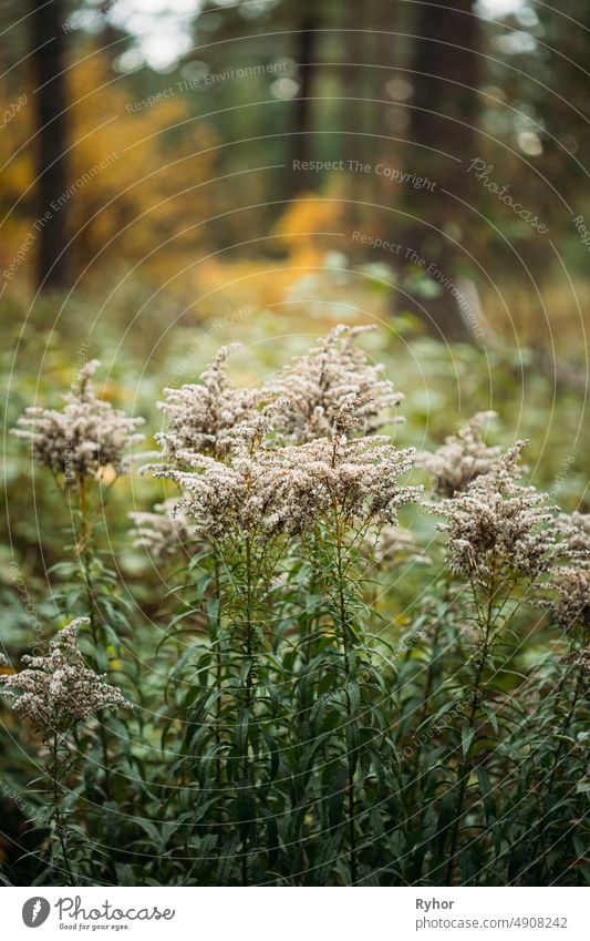 Reife Kanadische Goldrute - Solidago canadensis - mit reifen Achänen. In Europa invasive Art in freier Wildbahn. Weißrussland Asteraceae trocknen krautig Herbst