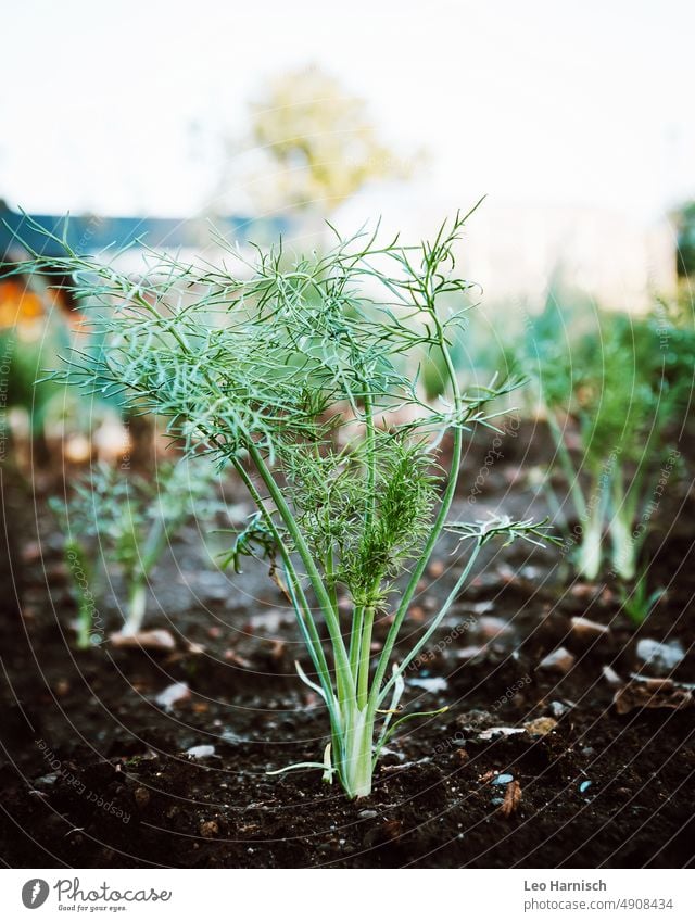 Fenchel im Gemüsebeet gemüsebeet fenchel kleingarten gartenarbeit gärtnern Garten Gartenarbeit grün Beet Nutzpflanze Bioprodukte Pflanze Vegetarische Ernährung