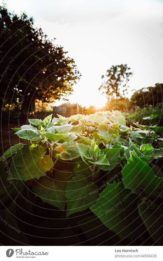 Physalis im goldenen Sonnenlicht sonne sonnenlicht sonnenstrahlen warm ernte gemüse Bioprodukte biologie grün gesund Lebensmittel Gemüse Ernährung