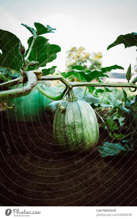 Zucchini im Gartenbeet Natur Sommer Frühling Bioprodukte bio gesund anbau frisch Lebensmittel Vegetarische Ernährung natürlich Ernte vegetarisch lecker