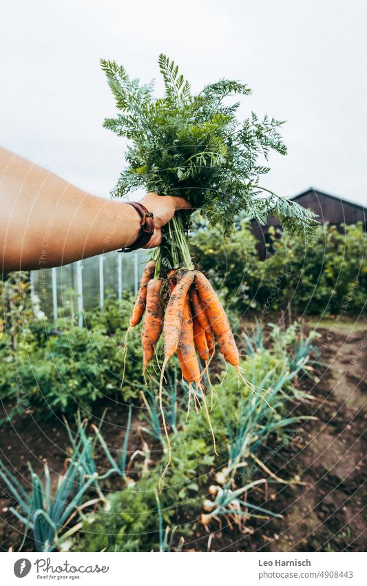 Möhrenernte möhre schrebergarten anbau gemüse bio Bioprodukte selbstversorger Lebensmittel frisch Ernährung Garten grün Vegetarische Ernährung Gesundheit Ernte