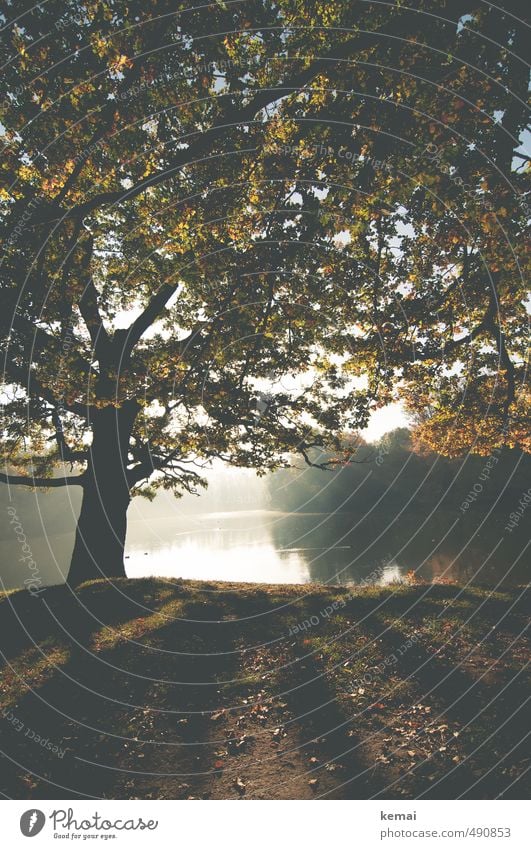 Ein Wiederseen am Bärenseh Umwelt Natur Landschaft Pflanze Erde Wasser Herbst Schönes Wetter Nebel Baum Blatt Wildpflanze Baumstamm See Bärensee Wachstum groß