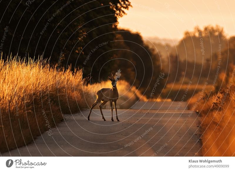 Rehbock überquert eine Straße im Licht der Morgensonne. Eine gute Gelegenheit für einen Wildunfall. rehbock Wildwechsel wildunfall morgenlicht Sommer Geweih