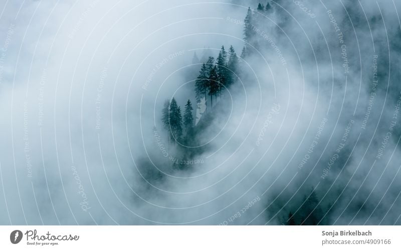 Favorite mood :)  Nebel am Berg über dem Wald Nadelbäume Nadelwald Stimmung Natur Landschaft Baum Außenaufnahme Menschenleer Umwelt Farbfoto ruhig Bäume Licht