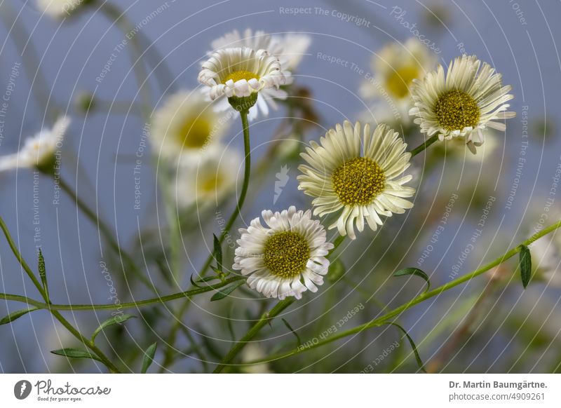 Spanisches Gänseblümchen, Blütenstände, Erigeron karvinskianus aud der Gattung der Berufskräuter Blütenstand blühen Berufskraut aus Mexiko aus Südamerika Staude