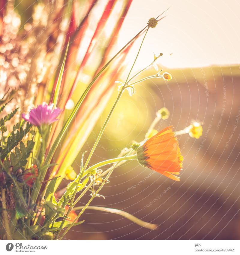 herbstwiesenkräuter Umwelt Natur Pflanze Herbst Schönes Wetter Blume Gras Blüte Nutzpflanze Wildpflanze Park Wiese Feld hell gelb orange Wärme Wiesenblume