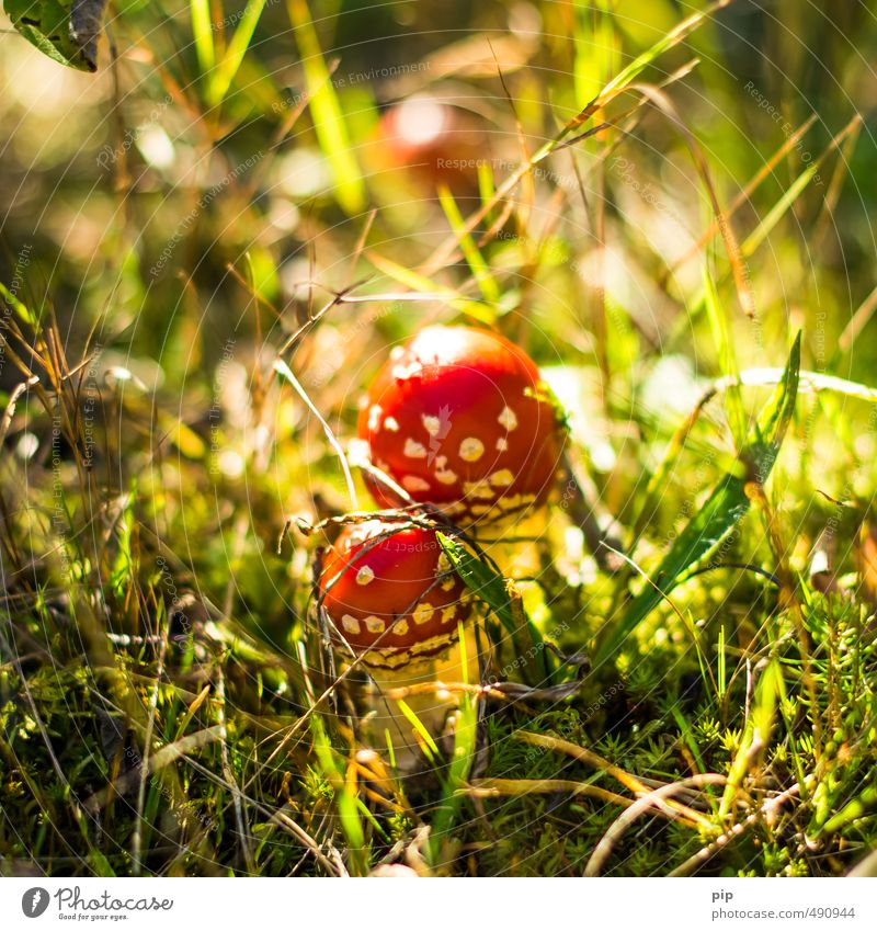 giftzwerge Natur Pflanze Herbst Schönes Wetter Gras Moos Pilz Fliegenpilz Wald Unterholz rot Giftpflanze paarweise 2 klein ungenießbar Farbfoto mehrfarbig