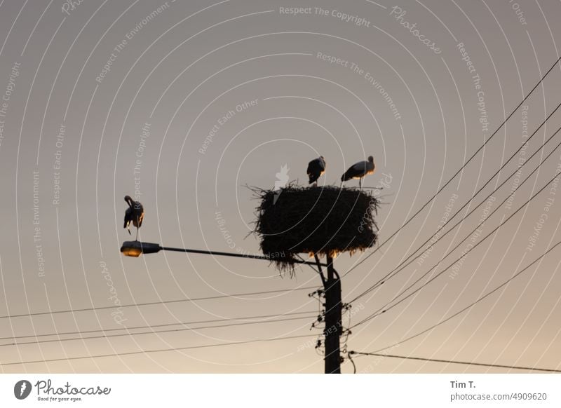 Drei Störche drei 3 Storch Sommer Dorf Laterne Nest Dämmerung Vogel Tier Himmel Wildtier Außenaufnahme Farbfoto Tag Natur Menschenleer Tierporträt