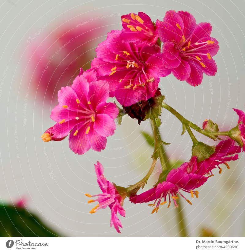 Blütenstand der Bitterwurz, Lewisia cotyledon, rote Gartenform Sorte Pflanze Blume ausdauernd Staude Sukkulente sukkulent winterhart frosthart