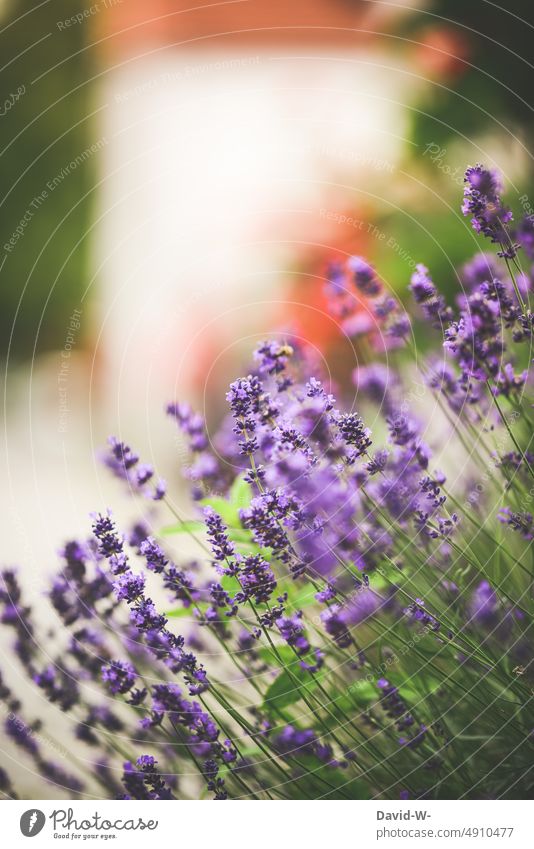 Lavendel am Straßenrand lila duften geruch Kraut blühen schön Blume Sommer violett Blüte blühend Lavendelduft