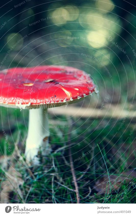 Klassiker Gesundheit Allergie Ausflug Expedition Halloween Umwelt Natur Pflanze Herbst Gras Sträucher Moos Pilz Fliegenpilz Wald grün rot Romantik Farbe Kitsch