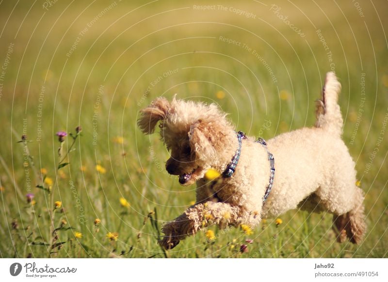 Springinsfeld Spielen Sport Umwelt Natur Landschaft Frühling Sommer Herbst Schönes Wetter Pflanze Gras Wiese Tier Haustier Hund Pudel Bewegung fangen Jagd