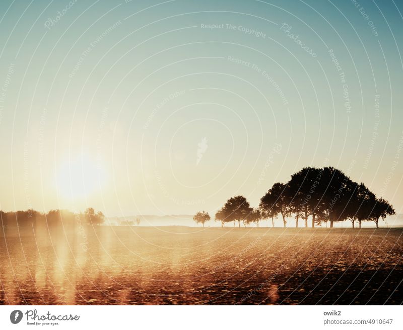 Irgendwo in Ostsachsen Bäume Horizont Acker Ackerland Feld Landwirtschaft Feldrand Natur Landschaft Ackerbau Wolkenloser Himmel Sonne Gegenlicht Sonnenlicht