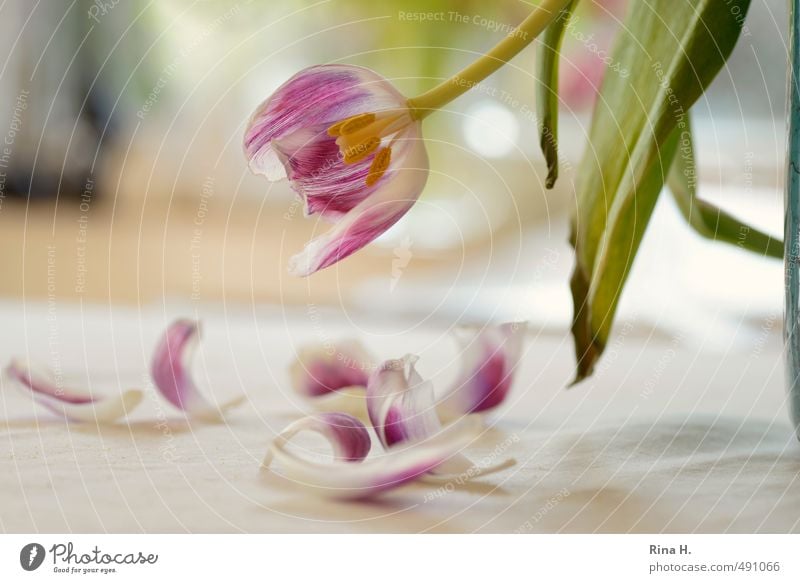 TulpenBlütenBlätter Blatt verblüht Gefühle Schmerz Vergänglichkeit Innenaufnahme Menschenleer Schwache Tiefenschärfe