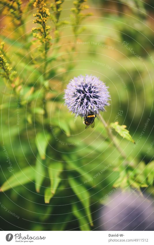 Hummel auf einer Kugeldistel im Sommer kugeldistel Pflanze Blume Blüte Garten Insekt Natur Pollen Nektar bestäuben