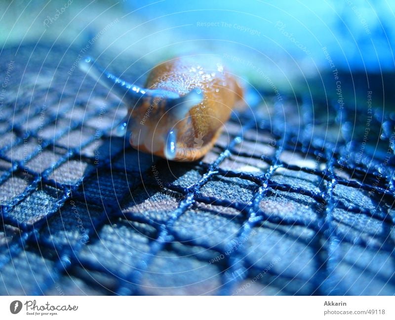 Blue Slug Hour Nacktschnecken Herbst Schnecke blau Netz Schatten