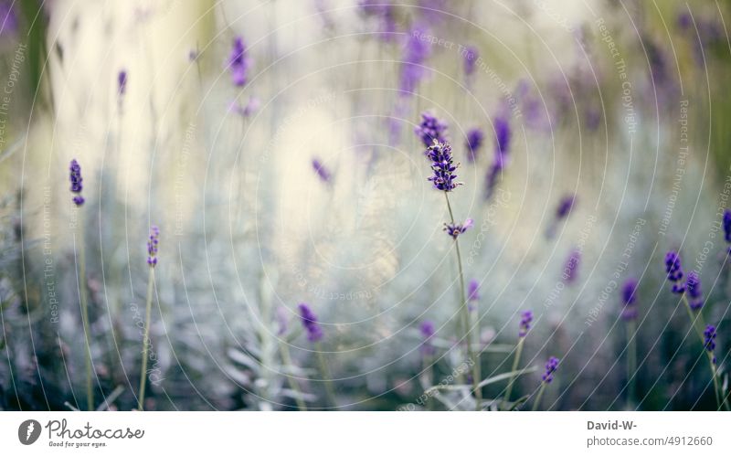 Lavendel mit weichen Farben Lavendelfeld Duft ruhe beruhigend stille sanft lila Lavendelduft Lavendelblüten verwunschen Natur sommerlich