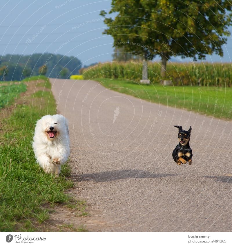 Hunderennen light Landschaft Sommer Baum Feld Tier Haustier 2 Bewegung sportlich Fröhlichkeit Geschwindigkeit blau grau grün schwarz weiß Freude Begeisterung