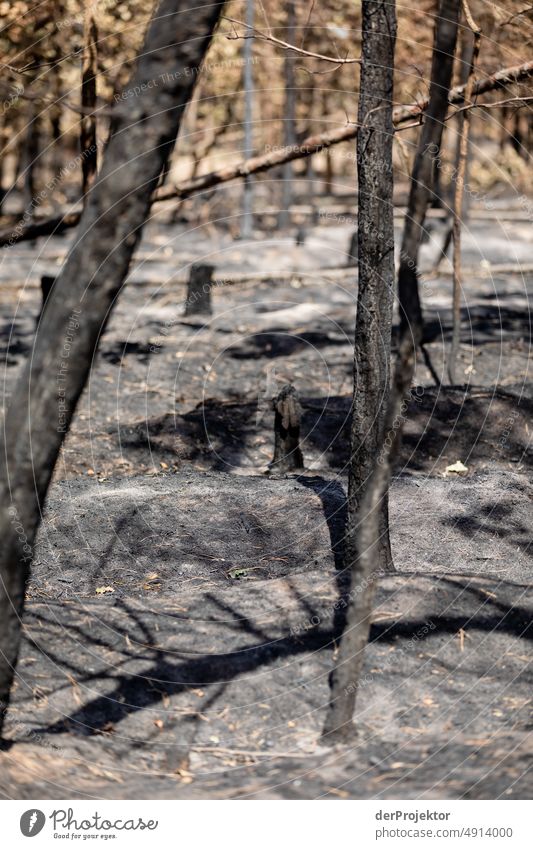 Wald nach einem Brand in Brandenburg X Riss Wüste Dürre Wetter Erwärmung Oberfläche Sommer heiß braun Boden Muster Menschenleer Außenaufnahme trocken Erde Klima