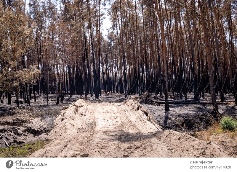 Wald nach einem Brand in Brandenburg XIII Riss Wüste Dürre Wetter Erwärmung Oberfläche Sommer heiß braun Boden Muster Menschenleer Außenaufnahme trocken Erde