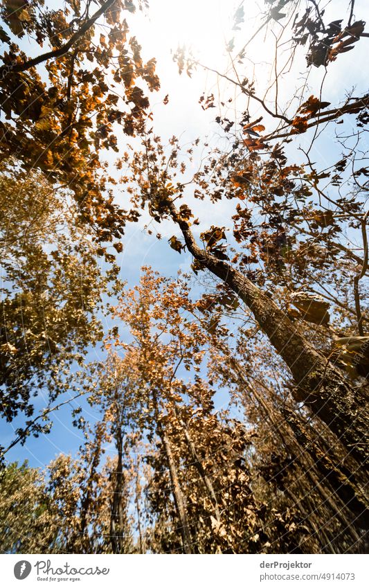 Wald nach einem Brand in Brandenburg XI Riss Wüste Dürre Wetter Erwärmung Oberfläche Sommer heiß braun Boden Muster Menschenleer Außenaufnahme trocken Erde