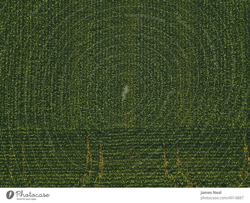 Luftaufnahme der Sommerkulturen in Wisconsin Gras Öko Frühling natürlich Amerikaner Natur Tag Wiese Hintergrund Boden Ackerbau Mais Pflanze Dröhnen Wachstum