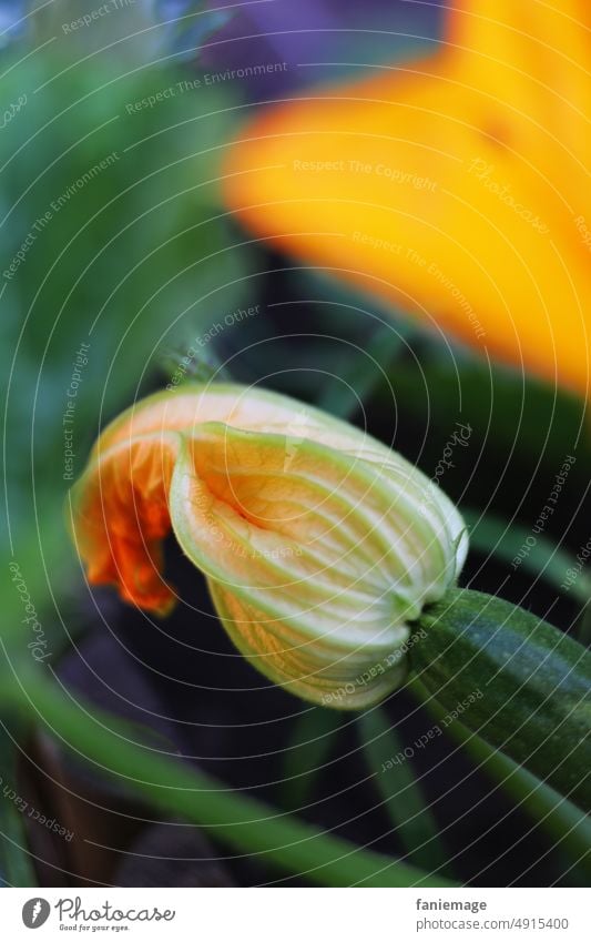 Zucchiniblüte Blüte Zucchiniblüten orange grün Gesundheit gesund Provence mediterran Gemüse Bioprodukte Schrebergarten homegrown Homegrow