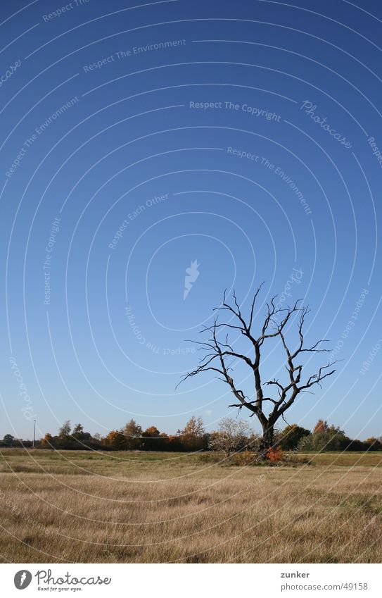 Skelett Baum Herbst Gras Tod Himmel Zweig Ast Landschaft blau