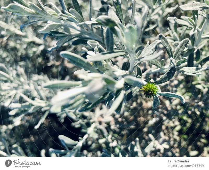 Die kleine grüne Blume Pflanzen Blühend Blüte Natur heimatlich West Australien einheimische Wildpflanzen Nahaufnahme