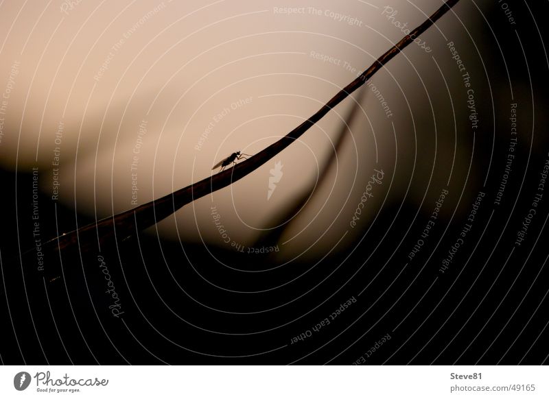 Die Mücke Stechmücke Stimmung Sonnenuntergang Fliege Makroaufnahme
