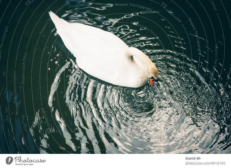 Schwan auf dem Wasser beobachten Muster Struktur Umwelt spiegelbild Schwäne Natur See