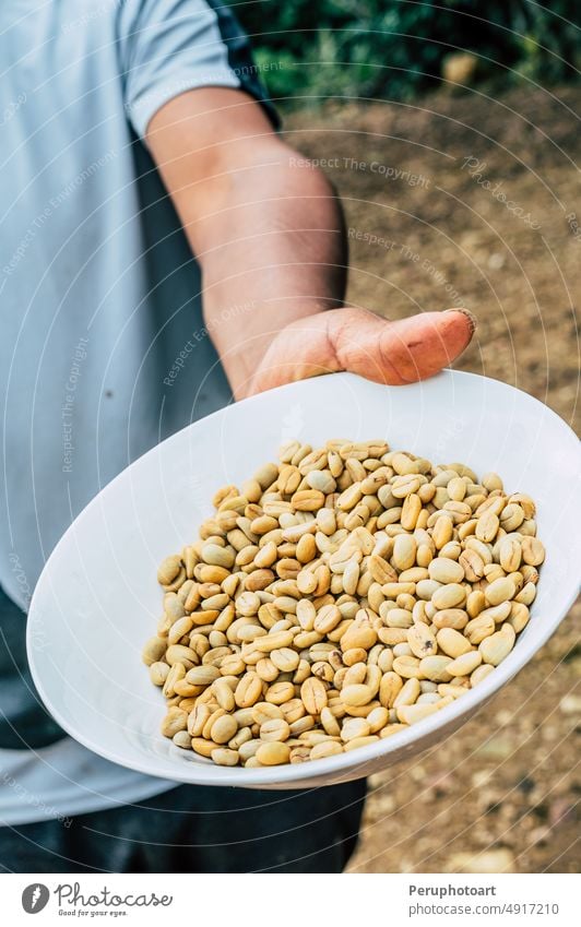 Kaffeefarmer zeigt Kaffeebohnen. Bohne Hand trinken Koffein frisch Ernte Landwirt Samen Sack gebraten arabica grün Hintergrund Ackerbau schwarz Café Tasche