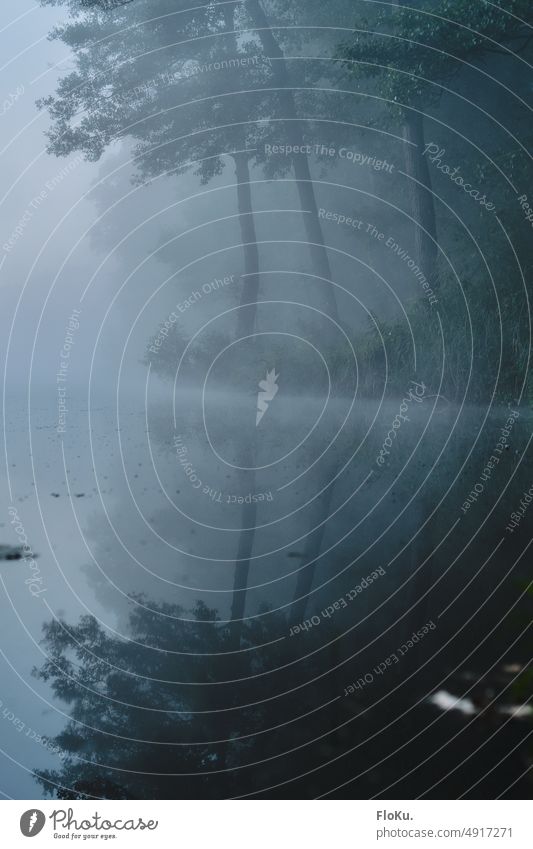 kühler Morgen voller Nebel Dämmerung Morgendämmerung Morgennebel Wald Bäume Natur Umwelt Landschaft Baum Sonnenlicht Menschenleer Licht ruhig Schönes Wetter